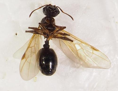 Pheidole sp.